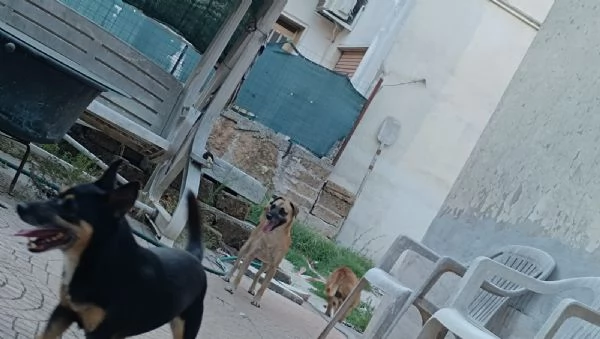 Bobby,Rasty e Leone | Foto 0