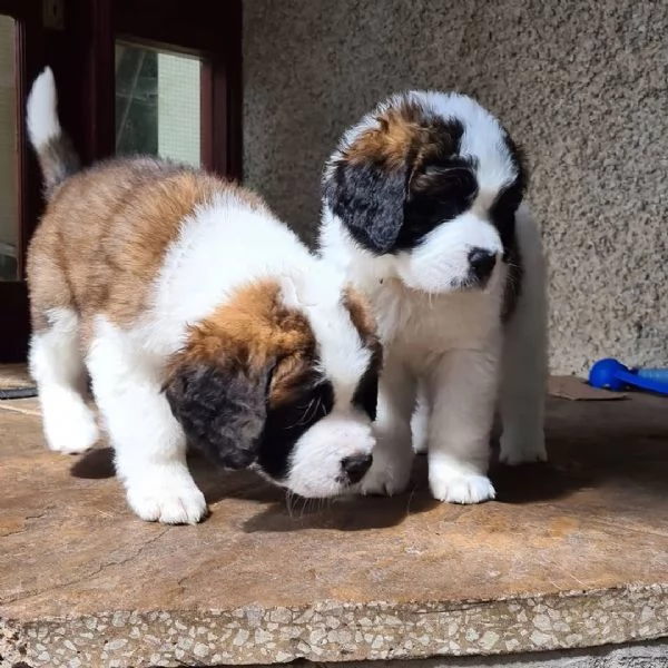 Vendita cuccioli di San Bernardo