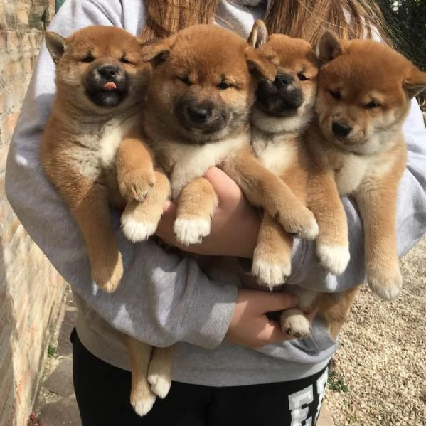 Vendo cuccioli di Shiba Inu