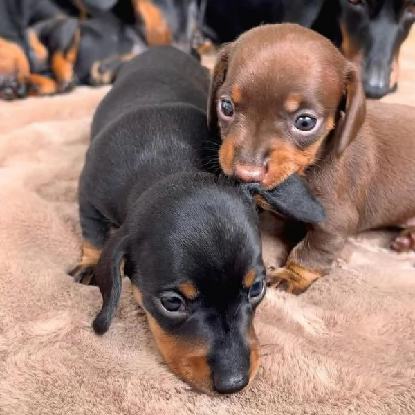 Simpatici cuccioli di bassotto in vendita
