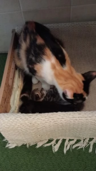Gattini in cerca di amore e una casa accogliente 