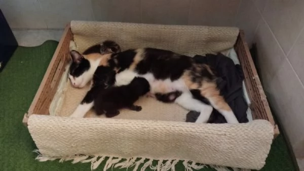 Gattini in cerca di amore e una casa accogliente  | Foto 2