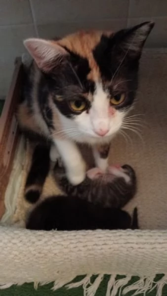 Gattini in cerca di amore e una casa accogliente  | Foto 1