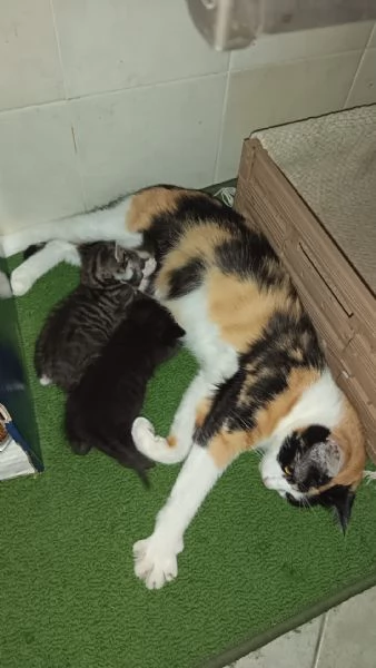Gattini in cerca di amore e una casa accogliente  | Foto 0