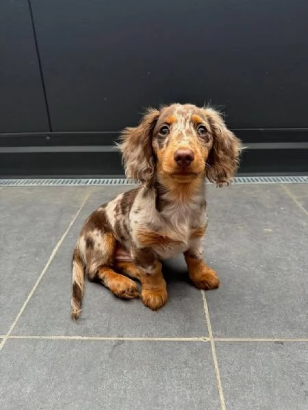 Cuccioli di bassotto in adozione  | Foto 3