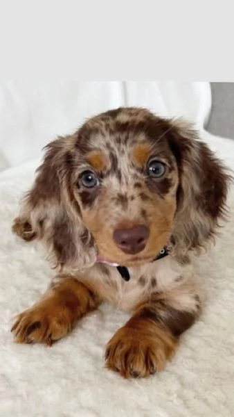 Cuccioli di bassotto in adozione  | Foto 2