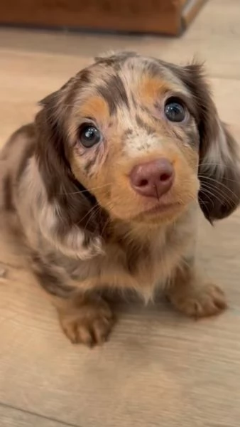 Cuccioli di bassotto in adozione  | Foto 1