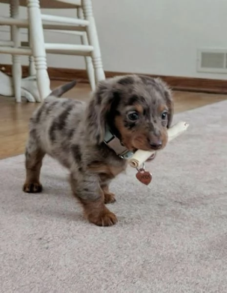 Cuccioli di bassotto in adozione  | Foto 0