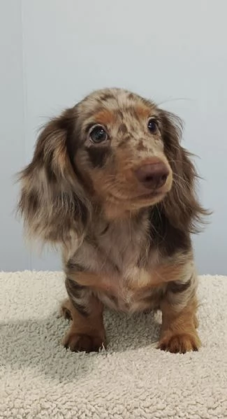 Cuccioli di bassotto in adozione 