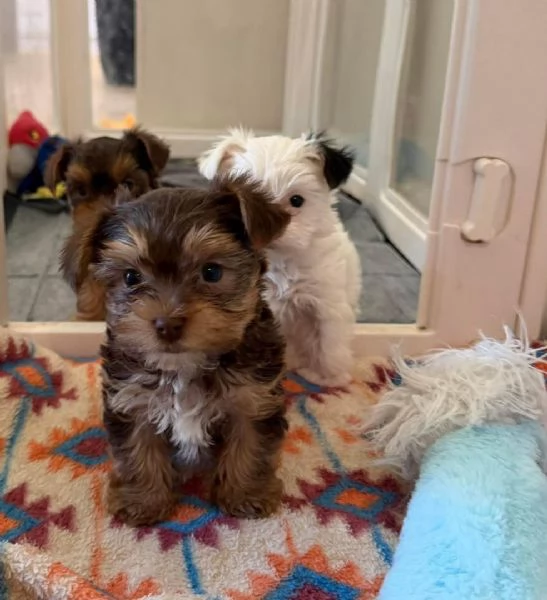 ?Cuccioli di Yorkshire in cerca di una nuova casa  | Foto 2