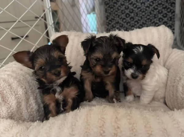 ?Cuccioli di Yorkshire in cerca di una nuova casa  | Foto 1