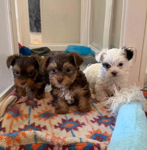 ?Cuccioli di Yorkshire in cerca di una nuova casa 