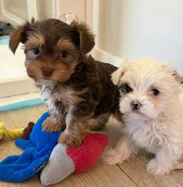 ?Cuccioli di Yorkshire in cerca di una nuova casa  | Foto 0