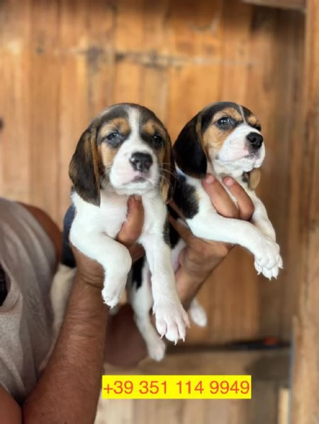 cuccioli di beagle maschio e femmina | Foto 0