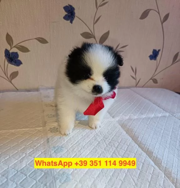 cuccioli di Volpino Pomerania maschio e femmina | Foto 1