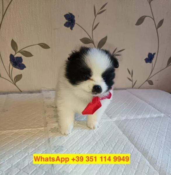 cuccioli di Volpino Pomerania maschio e femmina | Foto 0