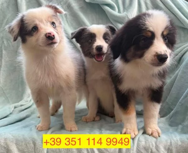 cuccioli di Border Collie maschio e femmina