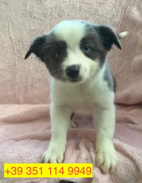cuccioli di Border Collie maschio e femmina | Foto 1