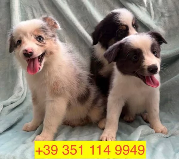 cuccioli di Border Collie maschio e femmina | Foto 0