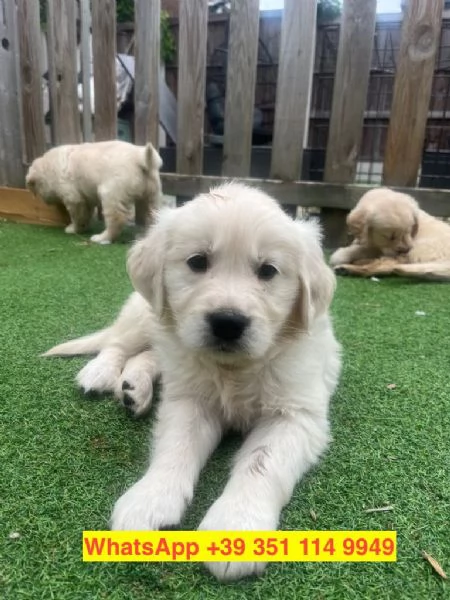 cuccioli di Golden Retriever maschio e femmina | Foto 2