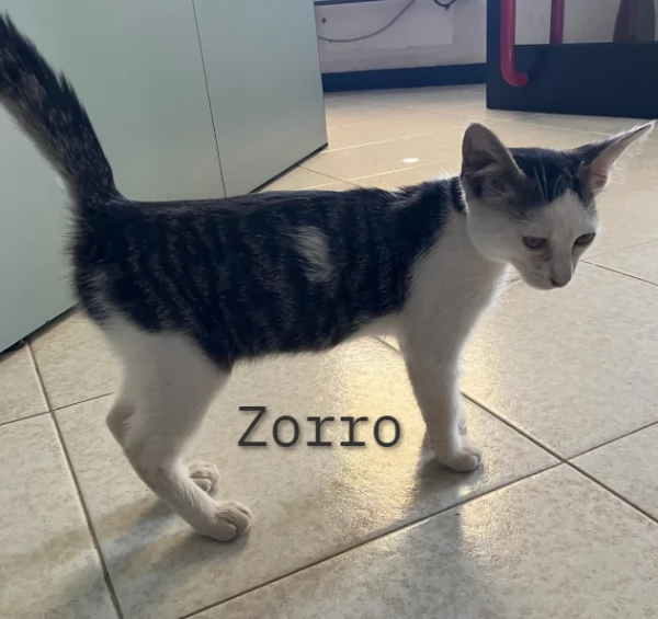 Adozione per Leone