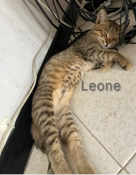 Adozione per Leone | Foto 2