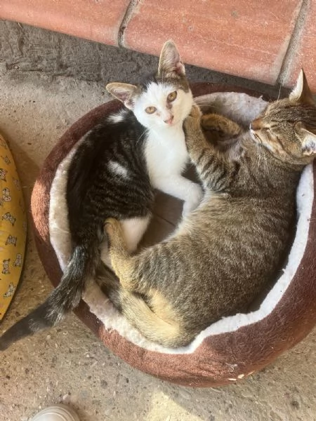 Adozione per Leone | Foto 0