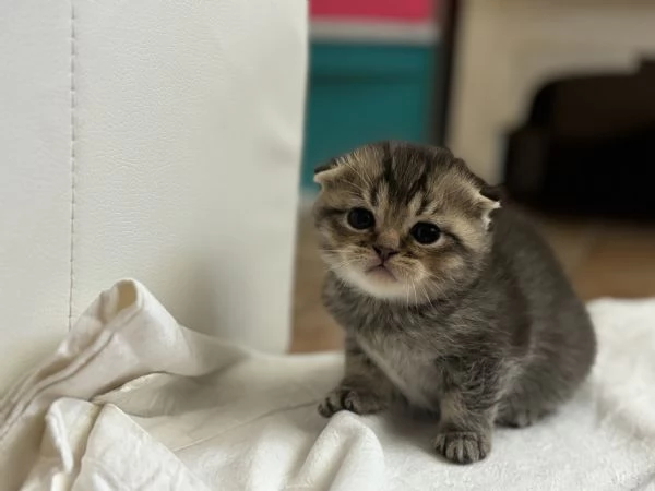 Cuccioli di scottish Fold e straight 