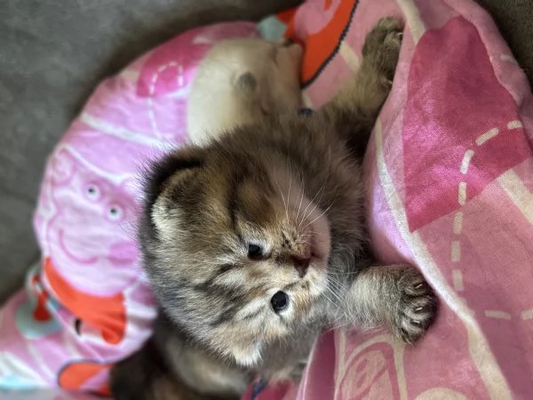 Cuccioli di scottish Fold e straight  | Foto 4