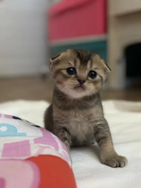 Cuccioli di scottish Fold e straight  | Foto 3
