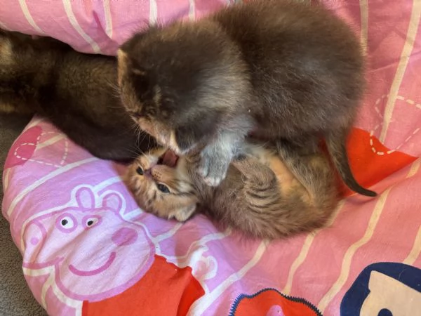 Cuccioli di scottish Fold e straight  | Foto 2