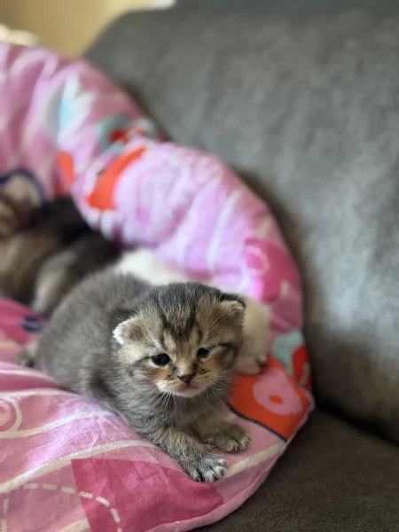 Cuccioli di scottish Fold e straight  | Foto 1