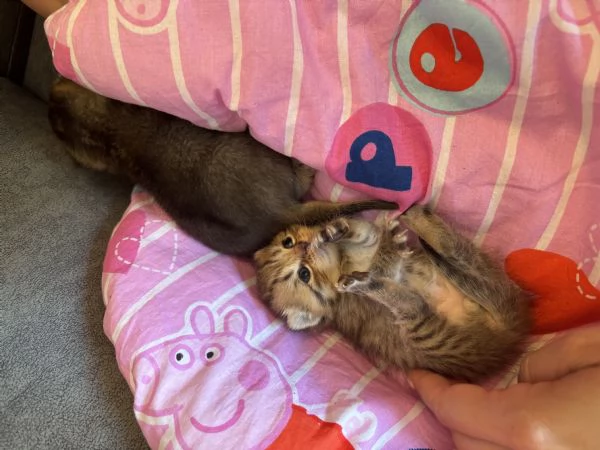 Cuccioli di scottish Fold e straight  | Foto 0