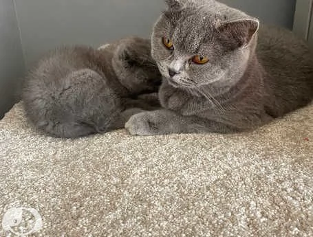 Adorabili gattini British Shorthair | Foto 2