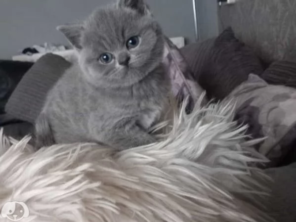 Adorabili gattini British Shorthair | Foto 1