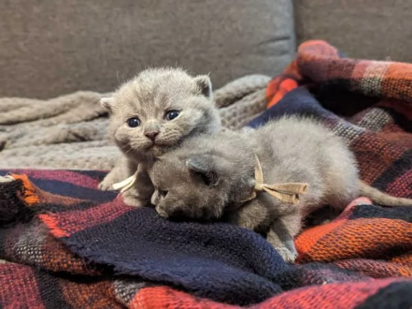 Adorabili gattini British Shorthair | Foto 2