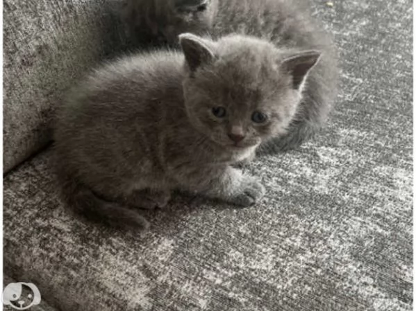 Adorabili gattini British Shorthair | Foto 4