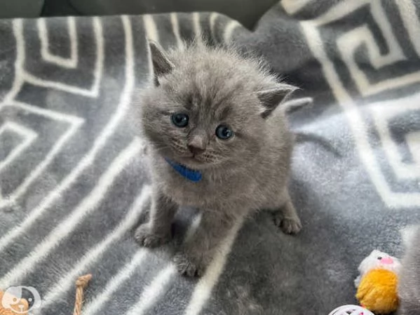 Adorabili gattini British Shorthair | Foto 3