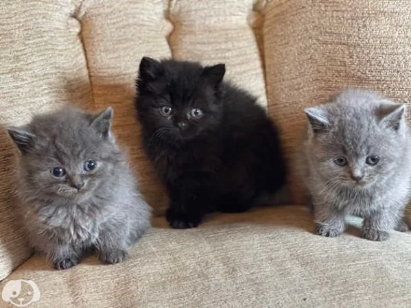 Adorabili gattini British Shorthair