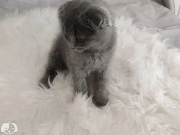 Adorabili gattini British Shorthair | Foto 0