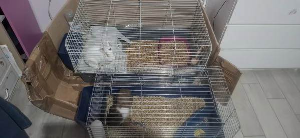 Regalo 2 Conigli nani maschi   | Foto 3