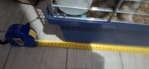 Regalo 2 Conigli nani maschi   | Foto 2