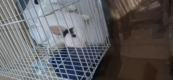 Regalo 2 Conigli nani maschi   | Foto 1