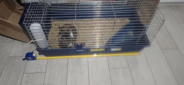 Regalo 2 Conigli nani maschi   | Foto 0