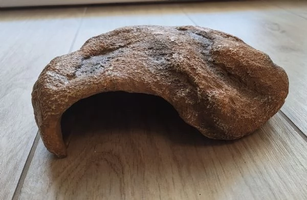 Gecko africano dalla coda grassa con terrario e accessori | Foto 6