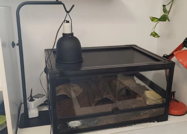 Gecko africano dalla coda grassa con terrario e accessori | Foto 5