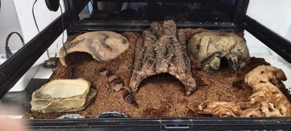 Gecko africano dalla coda grassa con terrario e accessori | Foto 4