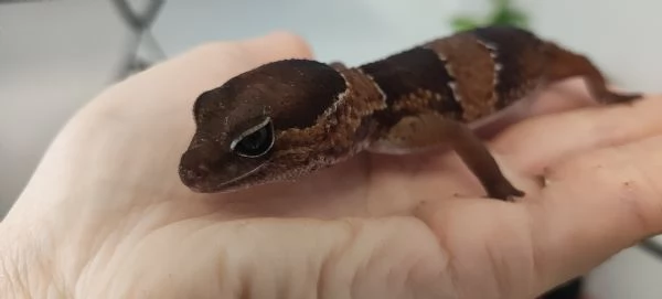 Gecko africano dalla coda grassa con terrario e accessori | Foto 3