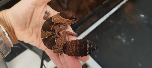 Gecko africano dalla coda grassa con terrario e accessori