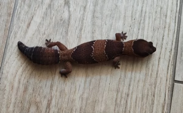 Gecko africano dalla coda grassa con terrario e accessori | Foto 2